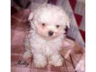 Mutt Puppy for sale in GREAT BEND, PA, USA