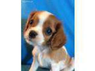 Cavalier King Charles Spaniel Puppy for sale in Selma, CA, USA
