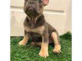 French Bulldog Puppy for sale in Van Nuys, CA, USA