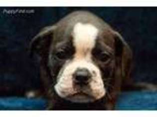 Olde English Bulldogge Puppy for sale in Hiawatha, IA, USA