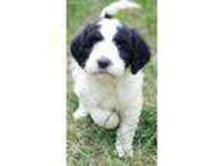 Saint Berdoodle Puppy for sale in Cheney, WA, USA