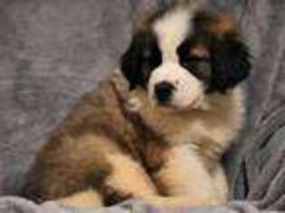 Saint Bernard Puppy for sale in Lebanon, PA, USA