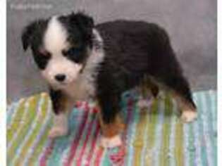 Miniature Australian Shepherd Puppy for sale in Balsam Grove, NC, USA