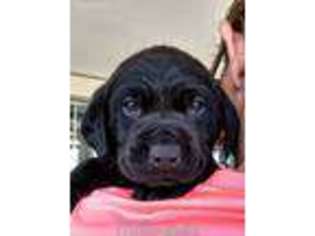 Labrador Retriever Puppy for sale in Carlsbad, NM, USA
