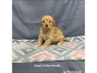 Goldendoodle Puppy for sale in Odessa, MO, USA