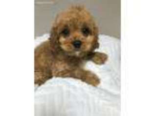 Cavapoo Puppy for sale in Mundelein, IL, USA
