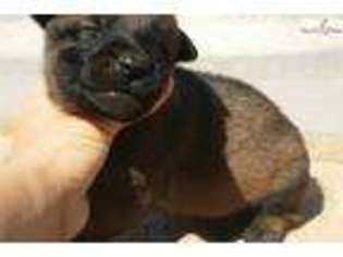 Belgian Malinois Puppy for sale in Phoenix, AZ, USA