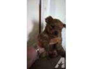 Yorkshire Terrier Puppy for sale in WOODBURN, OR, USA