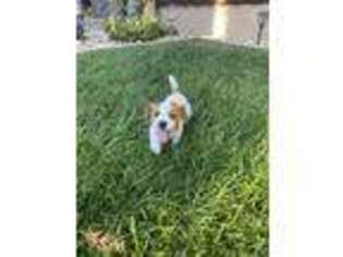 Jack Russell Terrier Puppy for sale in Carmichael, CA, USA