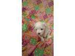 Maltese Puppy for sale in Gilmer, TX, USA