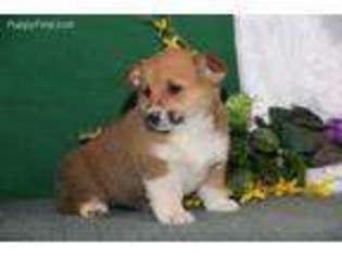 Pembroke Welsh Corgi Puppy for sale in Kinzers, PA, USA