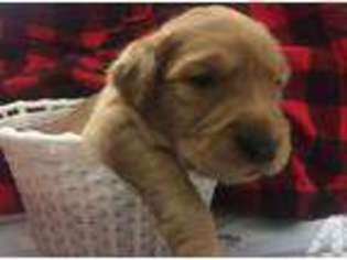 Golden Retriever Puppy for sale in REIDSVILLE, NC, USA
