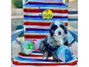 Bernese Mountain Dog Puppy for sale in Gilbert, AZ, USA