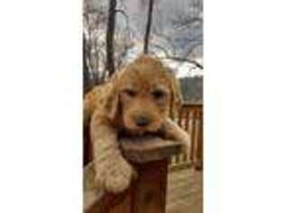 Labradoodle Puppy for sale in Louisiana, MO, USA