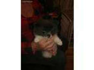 Pomeranian Puppy for sale in Ladson, SC, USA