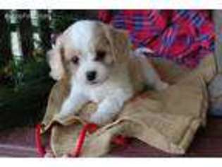 Cavapoo Puppy for sale in Martinsburg, OH, USA