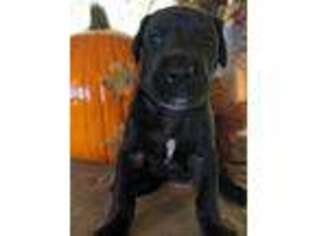 Great Dane Puppy for sale in West Middlesex, PA, USA