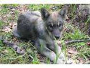 Wolf Hybrid Puppy for sale in Lakeland, FL, USA