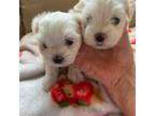 Maltese Puppy for sale in Clifton, NJ, USA