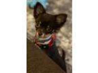 Chihuahua Puppy for sale in Naugatuck, CT, USA