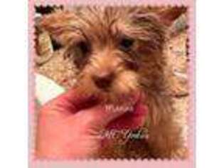 Yorkshire Terrier Puppy for sale in Ozark, MO, USA