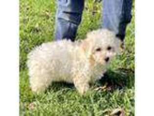 Bichon Frise Puppy for sale in Stafford Springs, CT, USA
