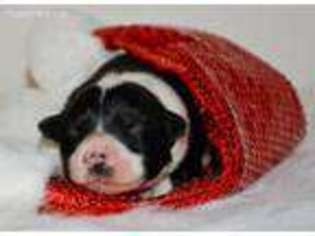 Border Collie Puppy for sale in Bonham, TX, USA