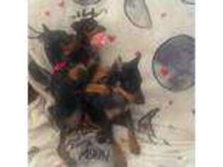 Miniature Pinscher Puppy for sale in Mahopac, NY, USA