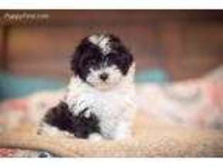 Havanese Puppy for sale in Belle Fourche, SD, USA