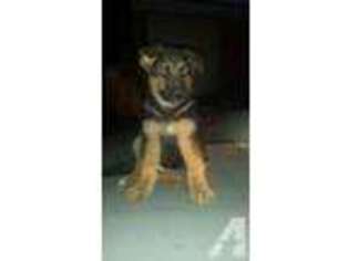 German Shepherd Dog Puppy for sale in SPRING, TX, USA