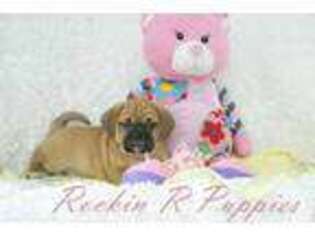 Puggle Puppy for sale in Pottersville, MO, USA