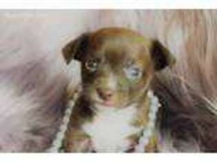 Chihuahua Puppy for sale in Brownwood, TX, USA