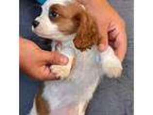 Cavalier King Charles Spaniel Puppy for sale in Garden Grove, CA, USA