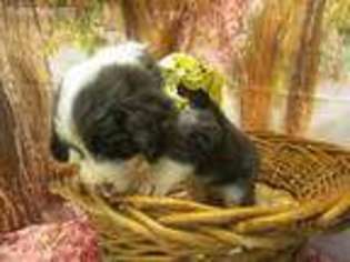 Mutt Puppy for sale in Morgantown, KY, USA