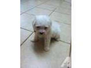 Maltese Puppy for sale in BOSSIER CITY, LA, USA