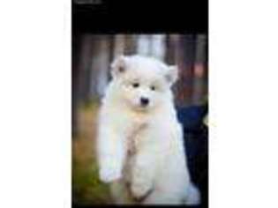 Samoyed Puppy for sale in Owensboro, KY, USA