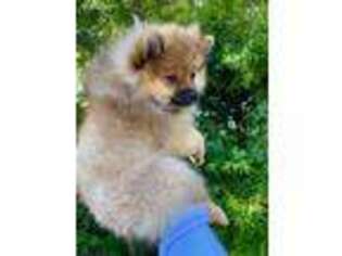 Pomeranian Puppy for sale in Pacific Palisades, CA, USA