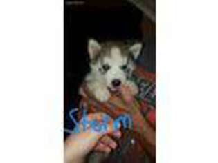 Siberian Husky Puppy for sale in Penns Grove, NJ, USA