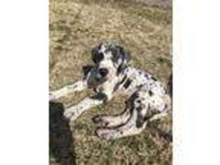 Great Dane Puppy for sale in Unknown, , USA