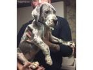 Great Dane Puppy for sale in Coal Township, PA, USA
