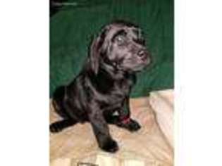 Labrador Retriever Puppy for sale in Albany, OH, USA