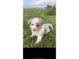 Pembroke Welsh Corgi Puppy for sale in Bolingbrook, IL, USA