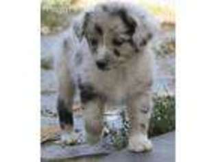 Miniature Australian Shepherd Puppy for sale in Austin, TX, USA