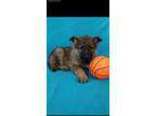 German Shepherd Dog Puppy for sale in Union Grove, NC, USA