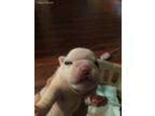 Bulldog Puppy for sale in Heavener, OK, USA