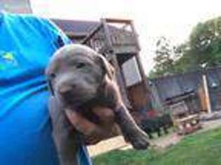 Labrador Retriever Puppy for sale in Commerce, GA, USA