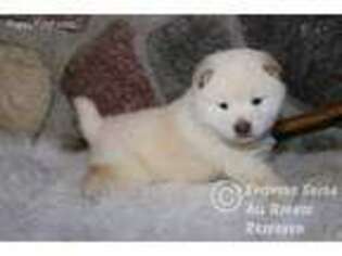 Shiba Inu Puppy for sale in Akeley, MN, USA