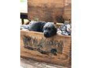 Labrador Retriever Puppy for sale in Athens, GA, USA