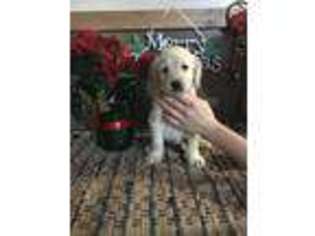 Labradoodle Puppy for sale in Mayslick, KY, USA