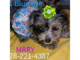 Schnoodle (Standard) Puppy for sale in Macon, GA, USA